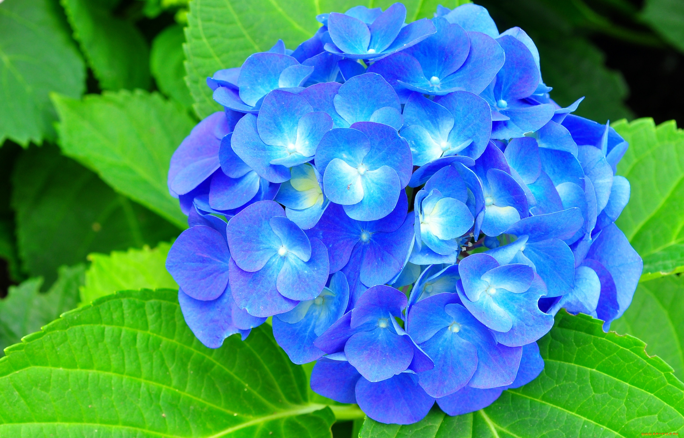 Наклоняешься к голубому цветку и с удивлением